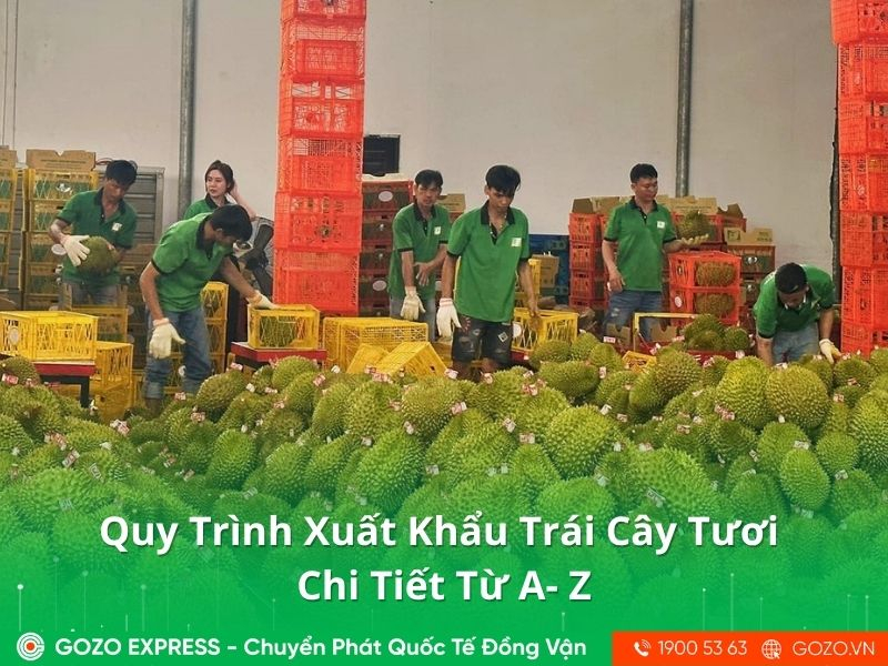 Quy Trình Xuất Khẩu Trái Cây Tươi Chi Tiết Từ A- Z
